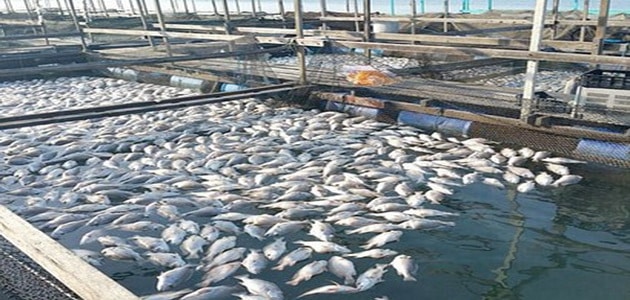 خدمات ومنتجات مزرعة الأسماك