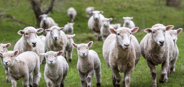 مؤشرات القطاع