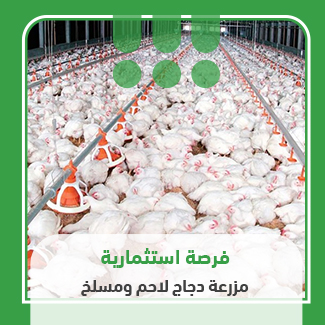 مزرعة دجاج لاحم ومسلخ